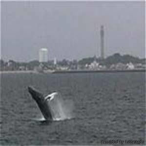 Baymont By Wyndham Plymouth Bay